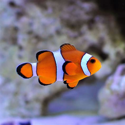 Tr Ocellaris Clownfish Clown Fish Beautiful Fish Aquarium Fish
