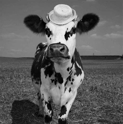 jean baptiste mondino s cow photos cow photos cow heifer