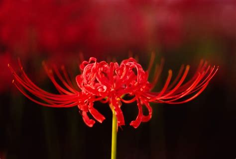 ดอกไม้ที่เป็นสัญลักษณ์ของความตายฮิกันบานะ หรือมังจูชาเกะพลับพลึงสีแดง