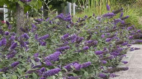 Buddleia Plant Care How To Plant Grow And Prune The Butterfly Bush