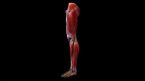 Muscles Of The Human Leg 3d Model By Dcbittorf Ubicaciondepersonas
