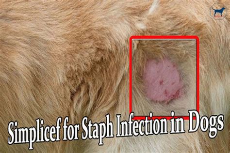Can Simplicef Treat Staph Infection In Dogs Quick Answer