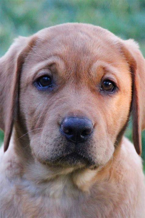 Labrador Retriever Puppies 25 Cute And Cuddly Pups Talk To Dogs
