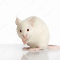 White Mouse — Stock Photo © lifeonwhite #10861928