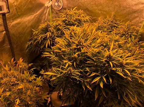 Ilgm White Widow Autoflower 3 Grow Diary Journal 4 Week15 By