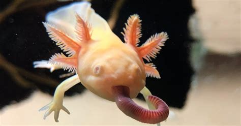 After a male and female nudge and stroke one another's urogenital opening, called the cloaca, the salamanders step in a circle. Axolotls For Sale England Bristol Axolotl