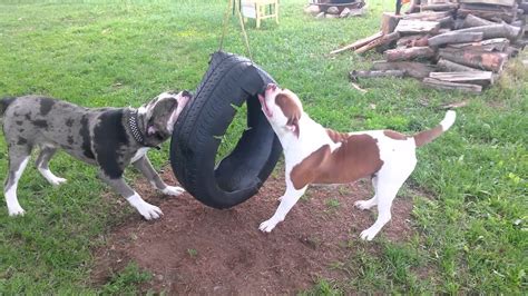 Big sky's baron of hilton (web) x lexy's litter. Alapaha blue blood bulldog determination - YouTube