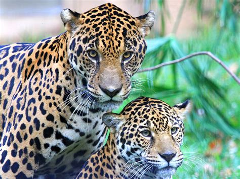 Jaguar Alexandria Zoo