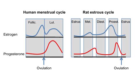 Sex Differences Gonadal Hormones And The Fear Extinction Network