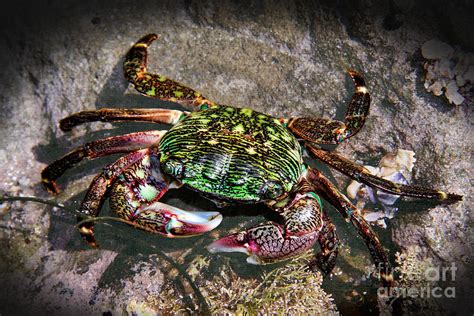 Rainbow Crab Photograph By Mariola Bitner