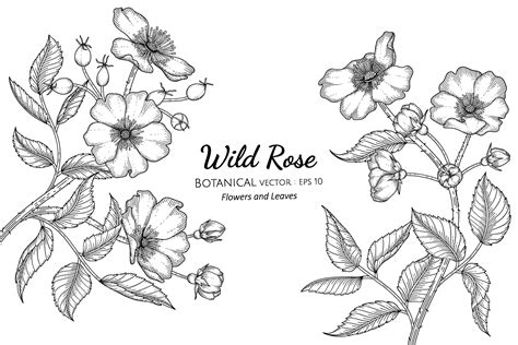 Wild Rose Flower And Leaf Hand Drawn Botanical Illustration With Line
