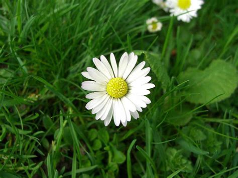 Affordable and search from millions of royalty free images, photos and vectors. beautiful flower nature scenery wallpapers - Daisy and ...