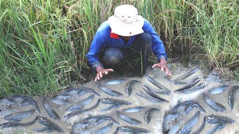 Amazing Fishing Video A Smart Fisherman Catching A Lot Of Catfish In