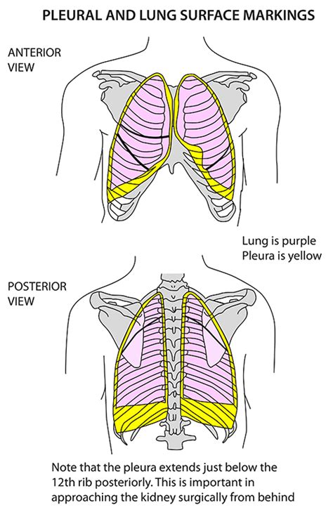 Instant Anatomy Thorax Surface Lungs