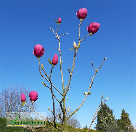 Magnolia Black Tullip Magnolie Venhorstplant