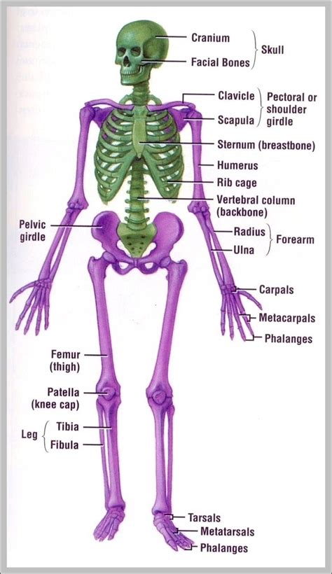 Musculoskeletal Anatomy System Human Body Anatomy Diagram And Chart