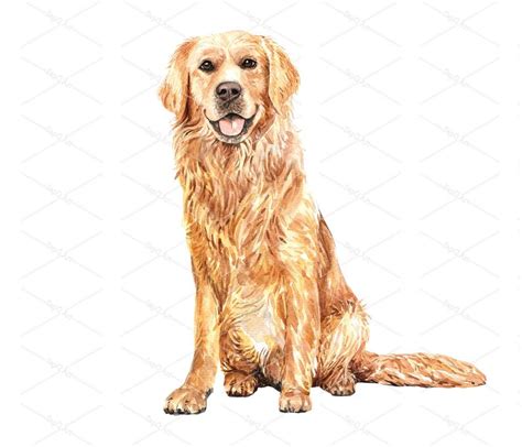 Watercolor Golden Retriever Of A Dog Drawing Golden Retriever Etsy