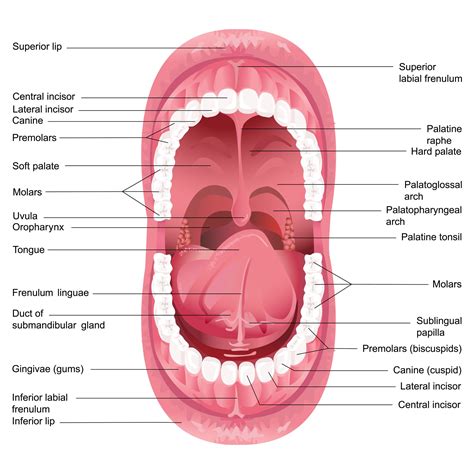 Vector Mouth Anatomy Human Mouth Mouth Anatomy Throat Anatomy