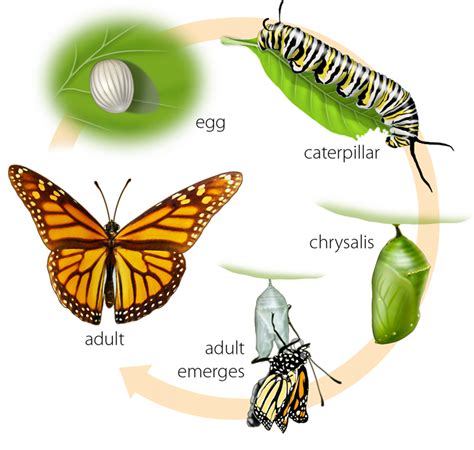 Collection Of Caterpillar Into Butterfly Png Pluspng
