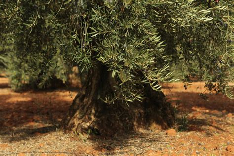 Our Centenarian Olive Trees The Scent Of Our Olive Oil Aove Águra