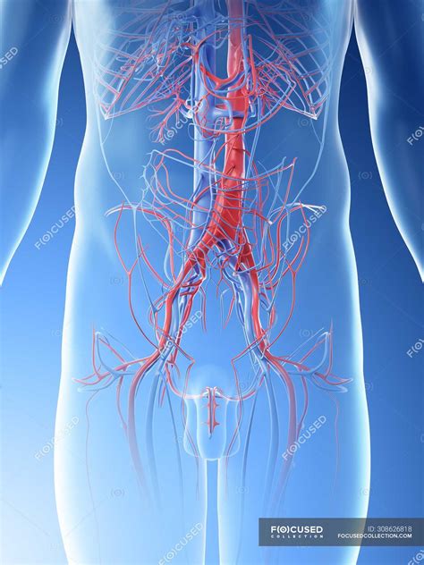 Male Abdominal Blood Vessels Digital Illustration — Human Body