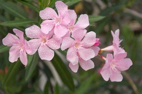 Aproximately 20 Seeds 1 Seedpod Nerium Oleander ‘hardy Pink Oleander
