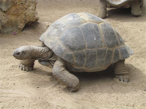 Aldabra Reuzenschildpad Aldabra Giant Tortoises Aldabrachelys Gigantea