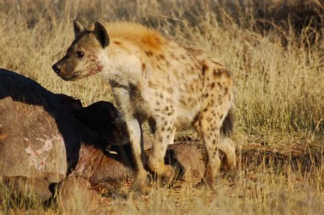 Hyena Facts For Kids Hyena Behavior Hunting Diet And Habitat