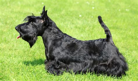 Scottish Terrier Breed Facts And Information Petcoach