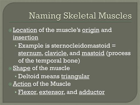 Ppt Naming Skeletal Muscles Powerpoint Presentation Free Download