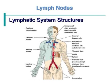 Functions Of Lymphatic System Structure Of Lymph Nodes Spleen