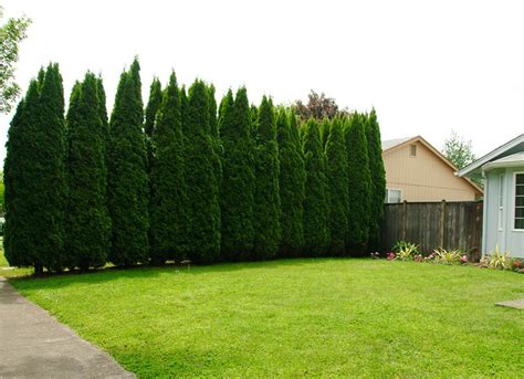 The 15 Best Trees For Any Backyard Backyard Trees Privacy