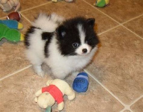 Black And White Pomeranian Puppies For Sale Zoe Fans Blog Puppies For