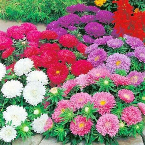 250china Aster Powder Puff Mix Seeds Cut Flowers Gardencontainers Sun