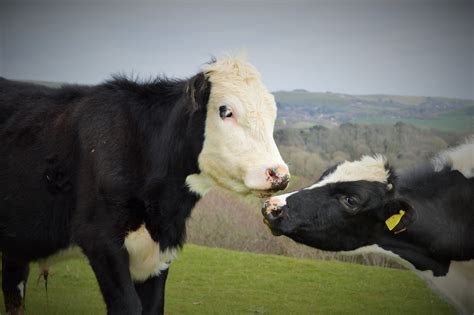 Kissing Cows Cow Animals Photographer