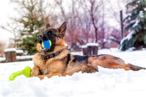 A German Shepherd Puppy Dog Playing With A Ball At Winter Stock Photo