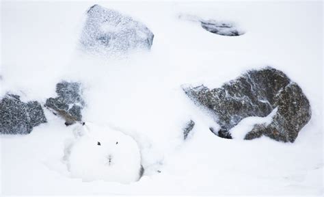 Wintercamouflauge Arctic Animals Artic Animals Arctic Hare