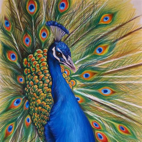 Peacock Drawing By Majla Art Instagram Peacock Drawing Colour