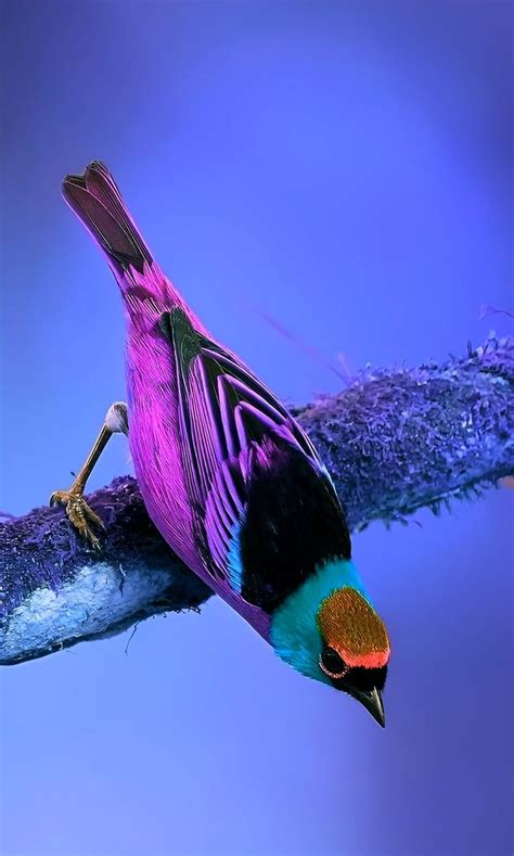 a colorful bird sitting on top of a tree branch with purple and blue feathers in the background