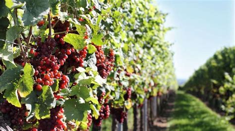 How To Become A Viticulturist Study Work Grow