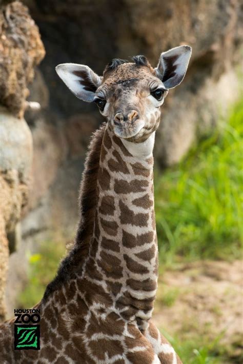 Whats New At The Houston Zoo This Masai Giraffe Calf Zooborns