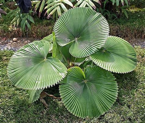 12 Unique Plants You May Never Heard About