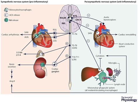 Neuroinflammation In Heart Failure New Insights For An Old Disease
