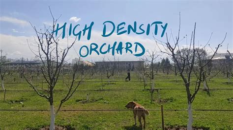 High Density Apple Orchards In Northern India Kashmir Ladakh Youtube