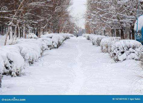 Footpath In The Snow White Snow Of The City Park Stock Photo Image Of