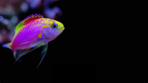 Animals 1920x1080 Full HD Wallpapers - 1080p Wallpapers ... Find & download free graphic resources for gold fish.