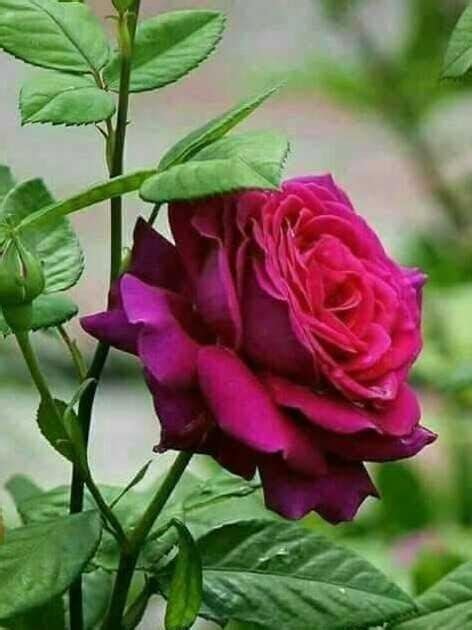 Terbaru 27 Setangkai Bunga Mawar Pink Gambar Bunga Hd