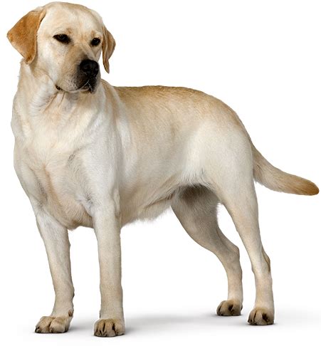 Labrador Retriever | Royal Canin | Labrador retrievers ...