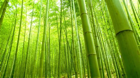 Bamboo Wallpapers Top Free Bamboo Backgrounds Posted By Sarah Cunningham