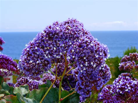 Free Images Coast Water Nature Blossom Meadow Shoreline Botany